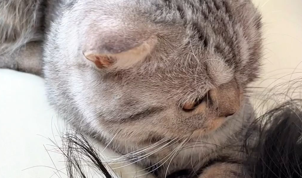 猫咪为何喜欢咬人头发？主人要及时改正！