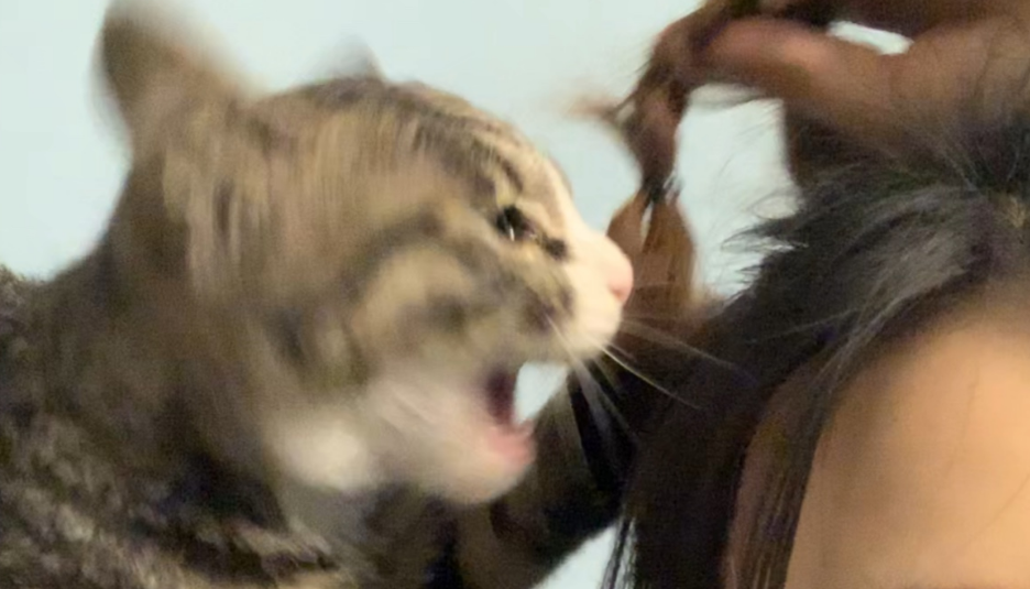 猫咪为何喜欢咬人头发？主人要及时改正！