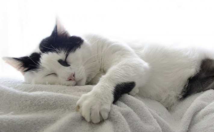 猫为什么喜欢咬扫把上的毛？这篇文章告诉你答案