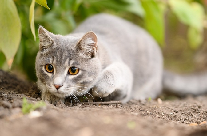 猫为什么喜欢咬扫把上的毛？这篇文章告诉你答案
