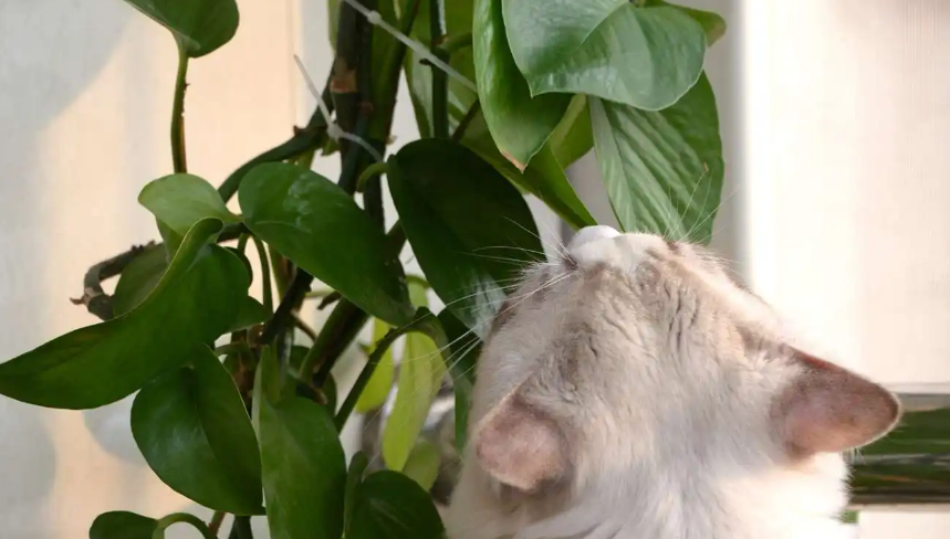 猫咪为什么咬绿萝？可不仅是好奇！