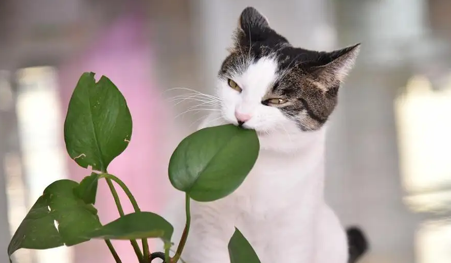 猫咪为什么咬绿萝？可不仅是好奇！