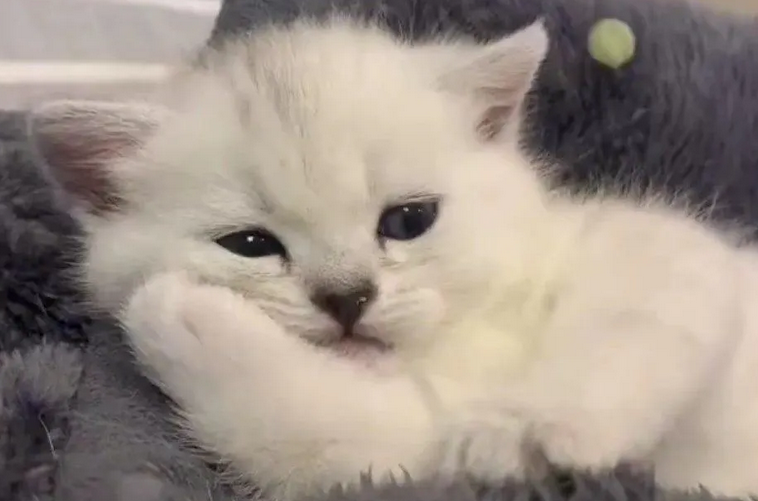 野猫为什么打架？这里有打架的原因