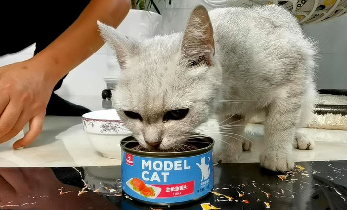 猫吃得多但是很瘦，主人一定要注意！