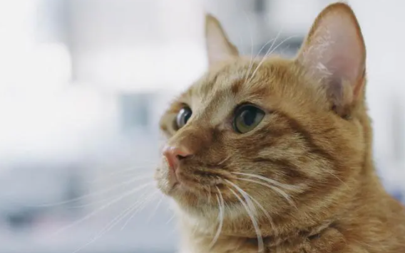 橘猫沙梨是什么品种？一文教会你！
