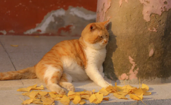 橘猫沙梨是什么品种？一文教会你！