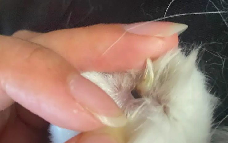 猫咪指甲发黑，这四点要关注！