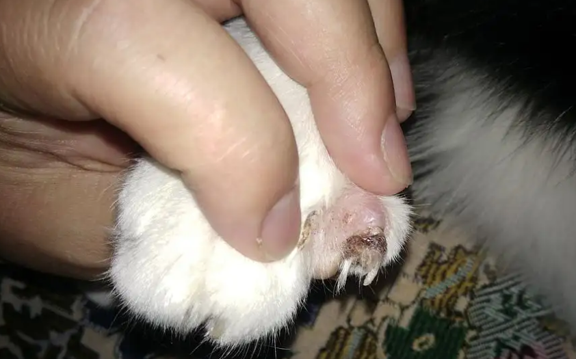 猫咪指甲发黑，这四点要关注！