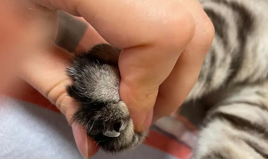 猫咪指甲分叉怎么回事?主人要注意 猫咪指甲分叉怎么回事?主人要注意