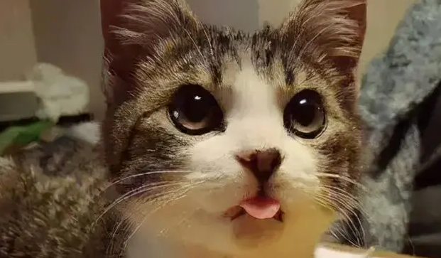 猫咪总是露一点点舌头，不仅仅是调皮哦~