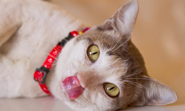 猫咪总是露一点点舌头，不仅仅是调皮哦~