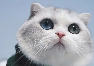 猫咪吃了老鼠药怎么办？这些处理方法教你~