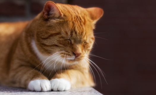 猫咪吃了老鼠药怎么办？这些处理方法教你~
