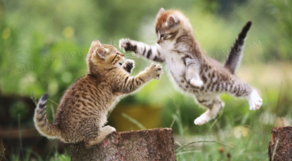 猫传腹要隔离其他猫吗？答案具体看这里！