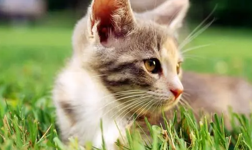 猫传腹要隔离其他猫吗？答案具体看这里！