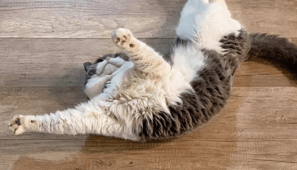 猫咪在地上打滚到处蹭，也需要注意哦！