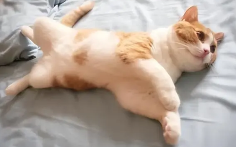 猫咪在地上打滚到处蹭，也需要注意哦！