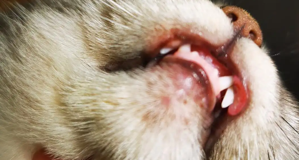 猫咪嘴上起泡，可能是这三个原因导致的！