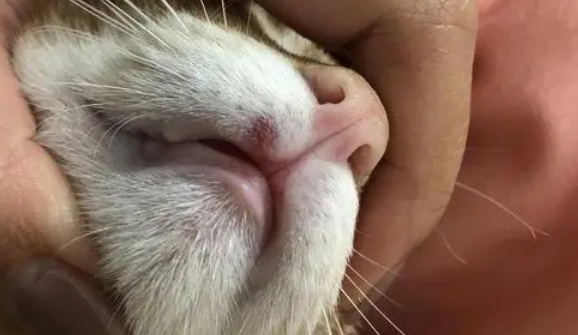 猫咪嘴上起泡，可能是这三个原因导致的！
