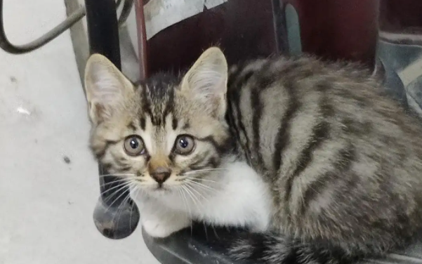如何验证狸花猫已经认主人了？有必要了解一下！