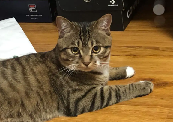 如何验证狸花猫已经认主人了？有必要了解一下！