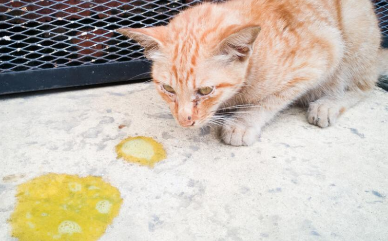 猫咪吐黄水吐猫粮是怎么回事？看完你就知道了