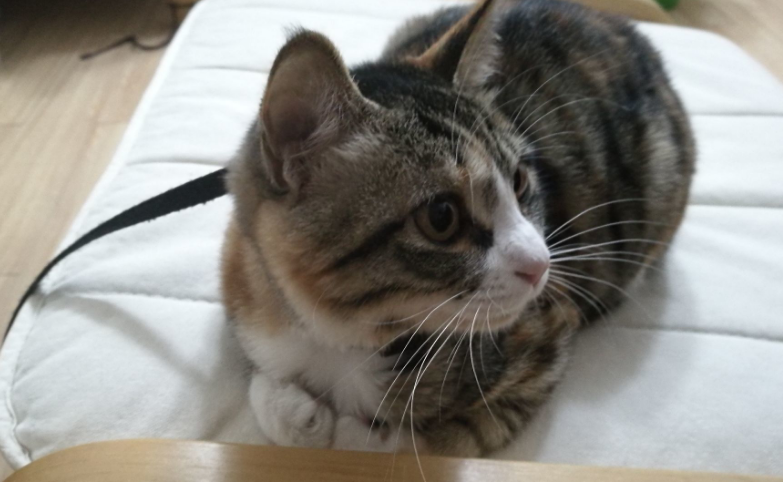 猫咪吐黄水吐猫粮是怎么回事？看完你就知道了
