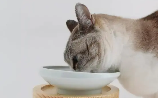 猫咪吐水怎么回事？这篇文章告诉你答案