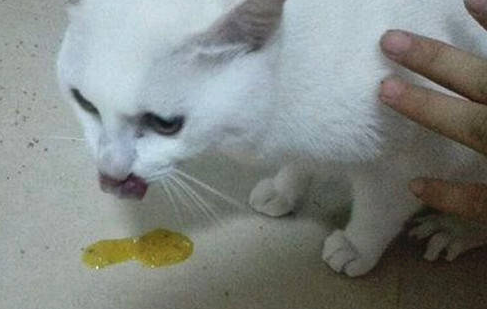 猫咪吐水怎么回事？这篇文章告诉你答案