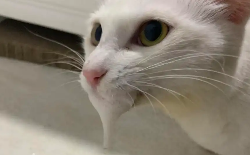 猫咪口吐白沫一直抽搐的原因你找到了吗？