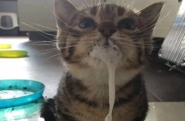猫咪口吐白沫一直抽搐的原因你找到了吗？