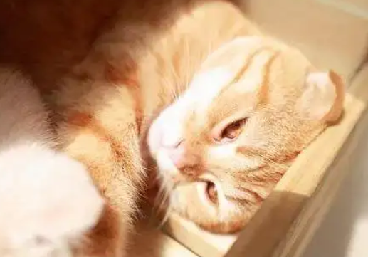 快来看看，猫为什么喜欢在阳光下睡觉？