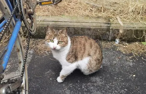 今日科普：野猫为什么不会喵喵叫？