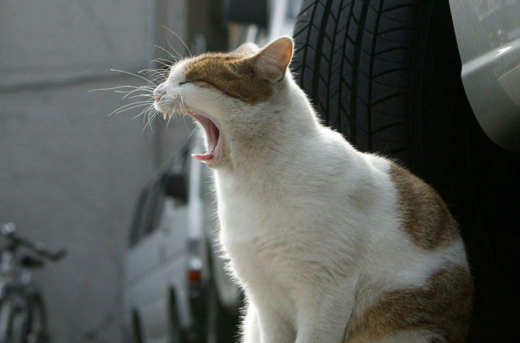 今日科普：野猫为什么不会喵喵叫？