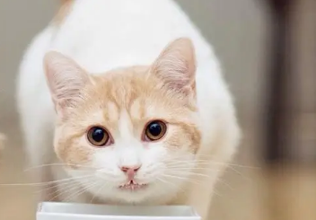 关于猫咪的这些冷知识？来这里了解下吧