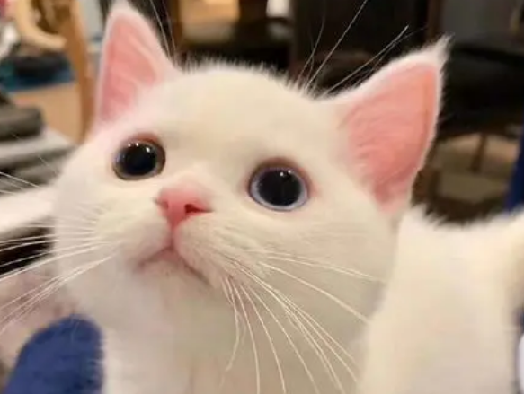 关于猫咪的这些冷知识？来这里了解下吧
