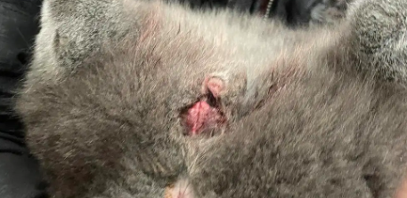 猫绝育没做干净的症状有哪些? 猫绝育没做干净的症状有哪些?