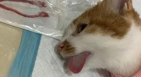 猫绝育没做干净的症状有哪些? 猫绝育没做干净的症状有哪些?