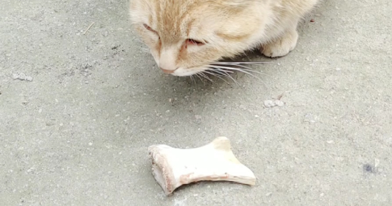 猫为什么不吃骨头？怎样处理？