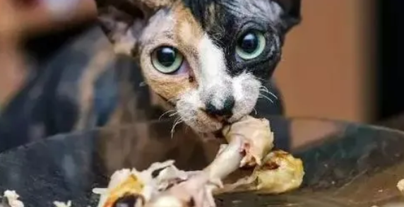 猫为什么不吃骨头？怎样处理？