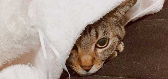 猫咪发抖是怎么回事？这几个原因你得了解下