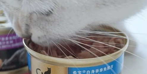 猫罐头一次喂多少才合适？