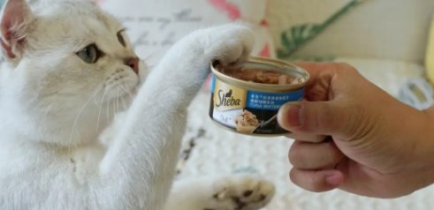 猫罐头一次喂多少才合适？