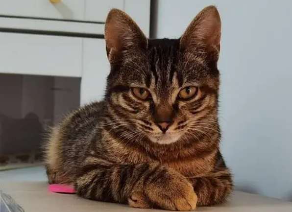 狸花猫为什么叫小老虎？来这里看看吧~