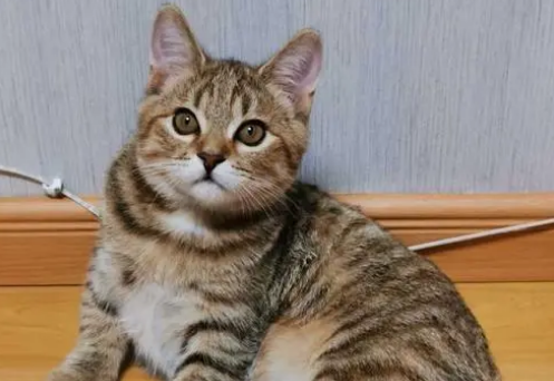 狸花猫为什么叫小老虎？来这里看看吧~