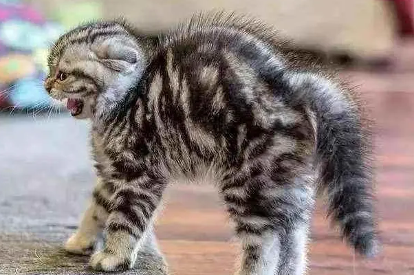 猫为什么看到狗就弓起背？来get下吧