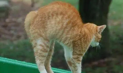 猫为什么看到狗就弓起背？来get下吧
