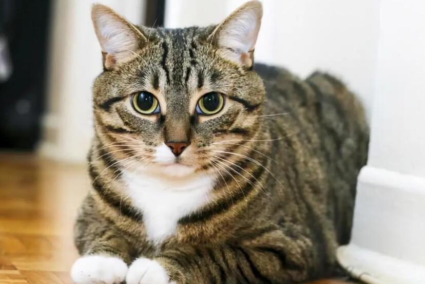 杂交猫为什么都像狸花猫？一文替你解答