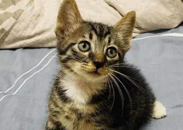 杂交猫为什么都像狸花猫？一文替你解答