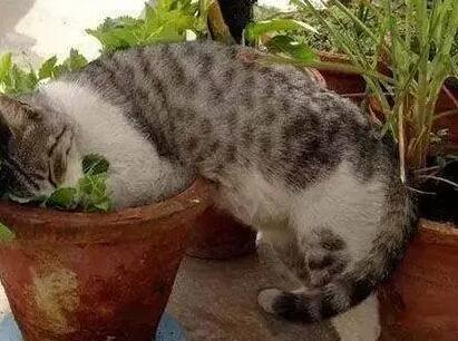 哪些植物对猫有毒？铲屎官一定要清楚！